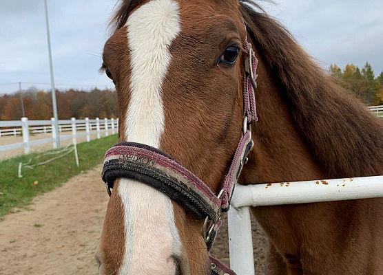 Wycieczka klas 1c i 3b do Stadniny „Ewro” w Małoszycach grafika