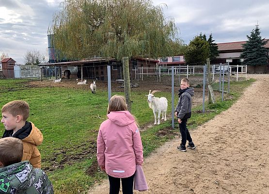 Wycieczka klas 1c i 3b do Stadniny „Ewro” w Małoszycach grafika
