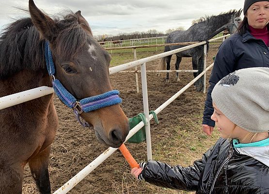 Wycieczka klas 1c i 3b do Stadniny „Ewro” w Małoszycach grafika