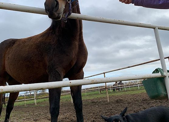 Wycieczka klas 1c i 3b do Stadniny „Ewro” w Małoszycach grafika