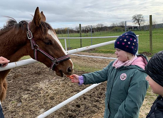 Wycieczka klas 1c i 3b do Stadniny „Ewro” w Małoszycach grafika