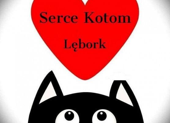 Podaruj odrobinę serca kociakom! grafika