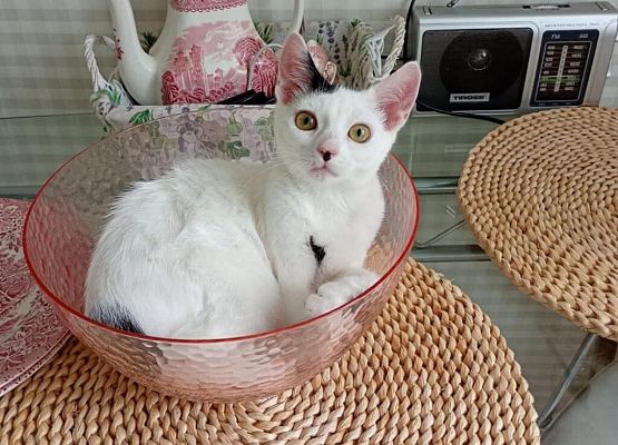 Podaruj odrobinę serca kociakom! grafika