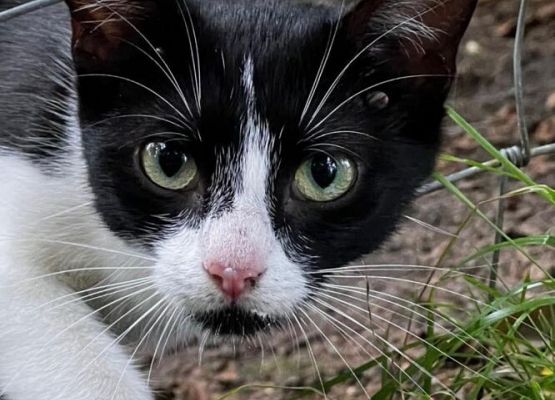 Podaruj odrobinę serca kociakom! grafika