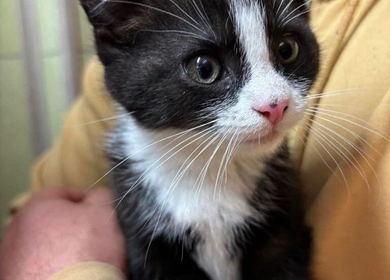 Podaruj odrobinę serca kociakom! grafika