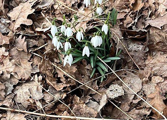 Wiosenny pieszy rajd z LOT-em grafika